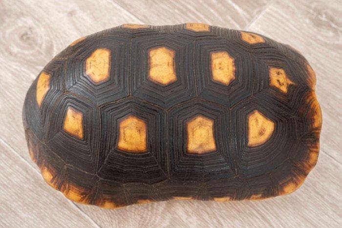 Schildpad Pantser - La tortue charbonnière (Chelonoidis, Verzamelen, Dierenverzamelingen