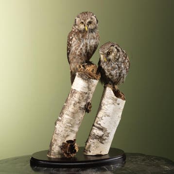 Ruigpootuil Koppel Taxidermie Opgezette Dieren By Max, Ophalen of Verzenden, Nieuw, Vogel, Opgezet dier