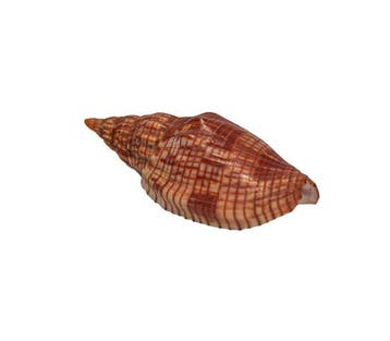 Verzamelaar-walzenschnecke: Lyria cloveriana (84 mm,, Nieuw