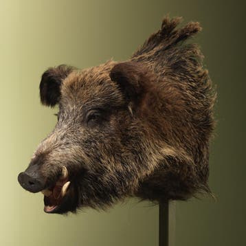 Wild Zwijn Groot Taxidermie Opgezette Dieren By Max, Ophalen of Verzenden, Opgezet dier