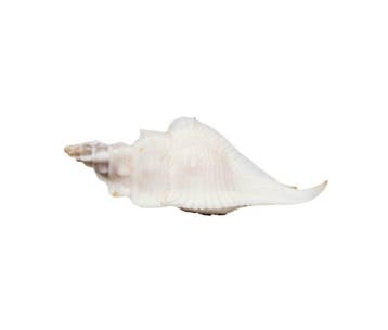 ***Verzamelaarsslak*** Taxidermie wandmontage - GEM, Antiek en Kunst