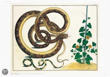 Seba. Cabinet of Natural Curiosities 9783836515832, Verzenden, Gelezen, Irmgard Musch