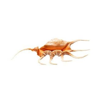 Lambis crocata | Escargot araignée orange rare - Ouverture