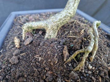 Palmboompje bonsai (Buxus sempervirens) - Hoogte (boom): 36