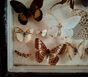 Vlinder Taxidermie wandmontage - Onbekend - 40 cm - 47 cm -