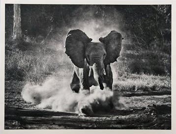 Sebastião Salgado - Kafue National Park, Zambia, 2010
