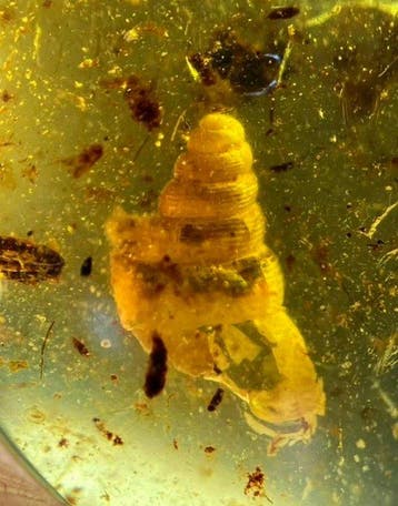 Amber - Barnsteen - High-Diversity Gastropod Assemblage