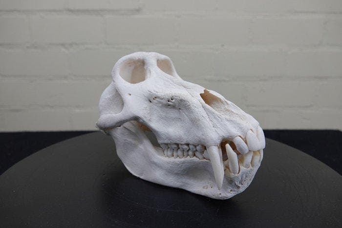 Large Chacma Baboon Schedel - Papio ursinus - 12.5 cm - 23, Verzamelen, Dierenverzamelingen