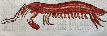 Conrad Gesner - Icones animalium quadrupedum uiuiparorum et