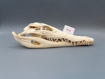 Nijlkrokodil Schedel - Crocodylus niloticus - 8 cm - 12 cm -, Nieuw