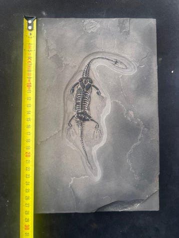 Zeereptiel - Gefossiliseerd dier - Fossile de Keichousaurus