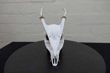 Crâne du munjac de Reeves Crâne - Muntiacus reevesi - 24 cm, Antiquités & Art