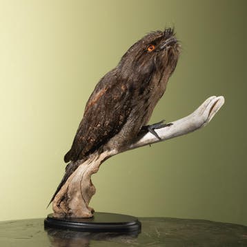 Uilnachtzwaluw Taxidermie Opgezette Dieren By Max, Ophalen of Verzenden, Nieuw, Vogel, Opgezet dier