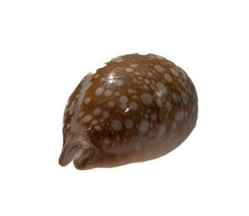 Cypraea nivosa (Schnee-Kauri) – Extreem zeldzame rariteit in, Verzamelen, Dierenverzamelingen, Nieuw