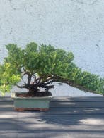 Jeneverbes bonsai (Juniperus) - Hoogte (boom): 20 cm -