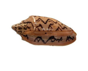 Cymbiola vespertilio GEM 89 mm (volute chauve-souris) –