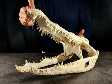 enorme krokodillenschedel Taxidermie volledige montage -, Verzamelen, Nieuw