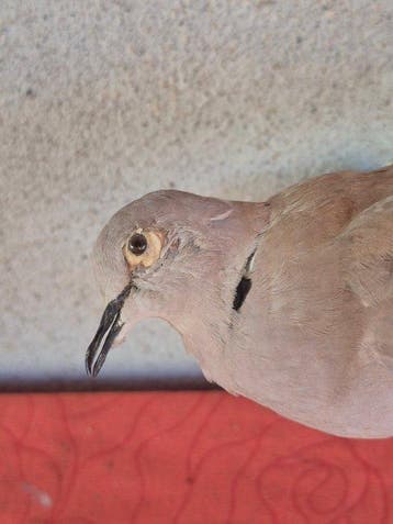 bosduif Taxidermie wandmontage - Streptopelia turtur - sur, Nieuw