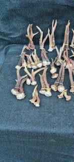 Ree Hoorns - Capreolus capreolus - énorme lot de 112 bois