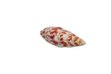 Exclusieve bisschopsmitra (Mitra mitra) – 12,6 cm prachtstuk, Verzamelen, Nieuw