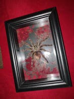 Grammostola rosea Support mural pour taxidermie -