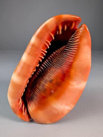 Éblouissante Bullmouth rouge profond, ou coquille de casque