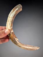 Malagassische nijlpaard – onderste slagtand - Fossiele