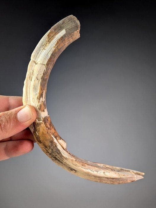 Malagassische nijlpaard – onderste slagtand - Fossiele, Collections, Minéraux & Fossiles