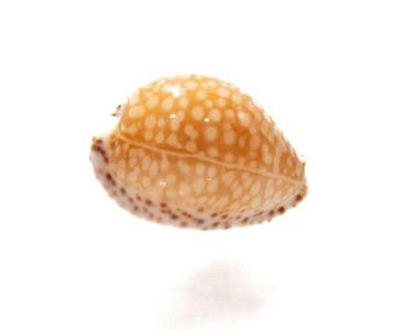 GEm - uitstekend exemplaar  met gegevensblad Taxidermie