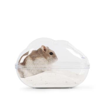 Hamster Gerbil Zandbak Afgesloten Huisje - Bakje Zand - Toil, Verzenden, Nieuw