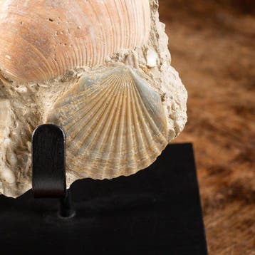 Plaque fossile exclusive - Pecten et Cardillum - Échantillon