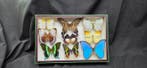 World multi butterflies ex French Mr Amédro Collection