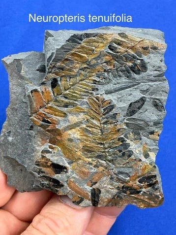 31 prachtige Carboniferous-plantenfossielen (verzameling) -