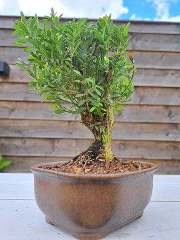 Buxus harlandii bonsaï dans une coupe à bonsaï - Hauteur