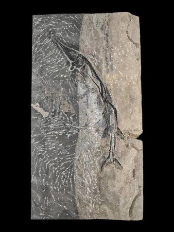 Gefossiliseerd dier - Saurichthys sp - 52 cm - 25 cm