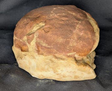 Gefossiliseerd ei - Sauropod Egg - Museum-Grade Replica - 20