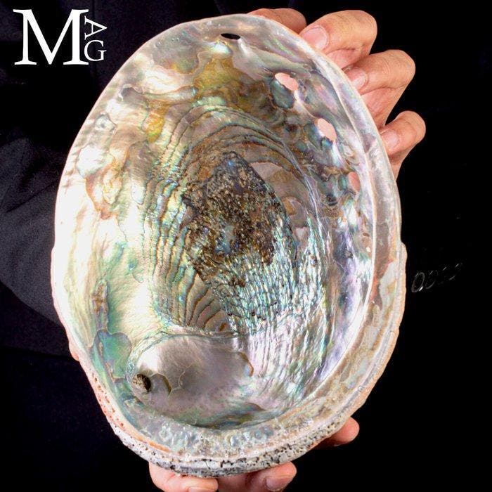 Haliotis rufescens - Reusachtige parelmoeren schelp -, Collections, Collections Animaux