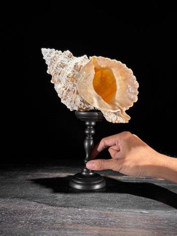 Conque complexe sur un socle personnalisé - Coquillage marin