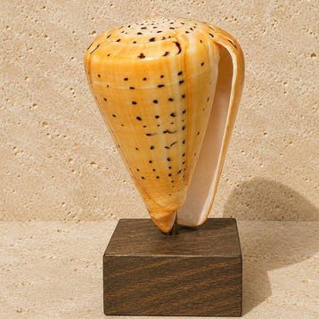 Zeeslak Taxidermie volledige montage - Conus litteratus
