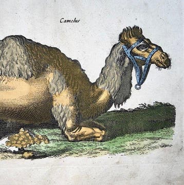 Matthäus Merian (1593-1650) - hand coloured folio, Dromedary
