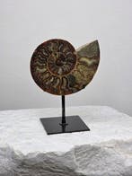 Ammoniet - Gefossiliseerd dier - Aioloceras (Cleoniceras)