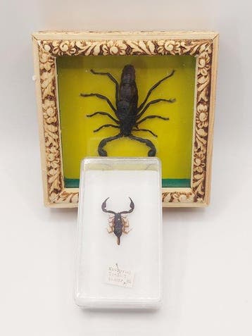 Schorpioen Taxidermie volledige montage - Androctonus, Nieuw