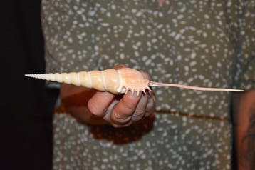 Escargot de mer Coquillage marin - S-418 TIBIA FUSUS (Sans