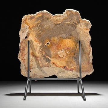 Wonderlijke grote plak versteend hout op een op maat