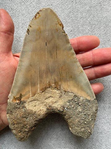 Goliath Megalodon tand 15,5 cm (6,1 inch) - Fossiele tand -