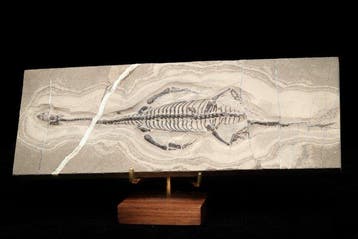 Reptile marin - Matrice fossile - Keichousaurus sp. - 26 cm