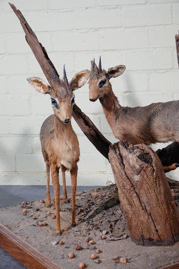 Dik-Dik Support mural pour taxidermie - Madoqua kirkii -, Collections