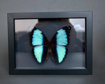 Vlinder Taxidermie volledige montage - Morpho deidamia - 13, Verzamelen, Nieuw