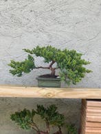 Jeneverbes bonsai (Juniperus) - Hoogte (boom): 15 cm -