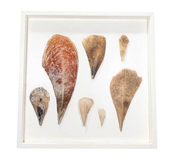 Stekschelpen  wandbeeld  Taxidermie wandmontage -, Verzamelen, Nieuw